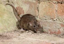 Tips For Natural Pest Control In The Home.