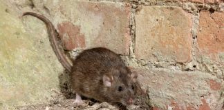 Tips For Natural Pest Control In The Home.