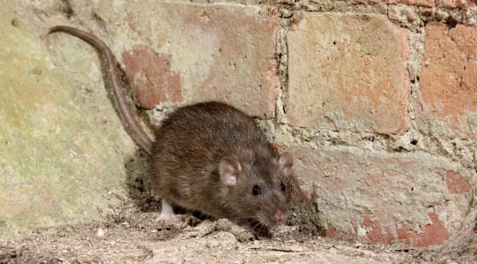 Tips For Natural Pest Control In The Home.